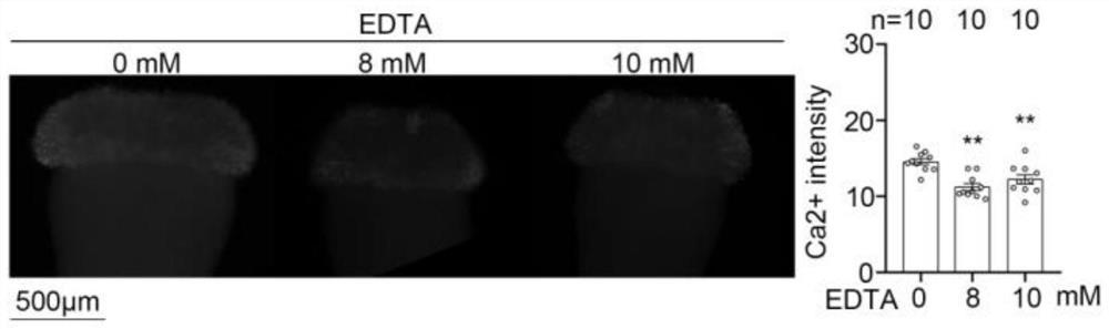 Application method and application of reagent for eliminating content of calcium ions in stigmas in overcoming selective fertilization of cruciferous plants