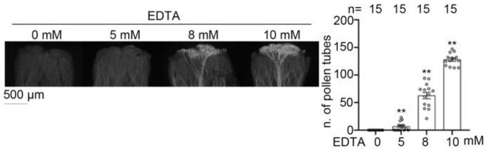 Application method and application of reagent for eliminating content of calcium ions in stigmas in overcoming selective fertilization of cruciferous plants