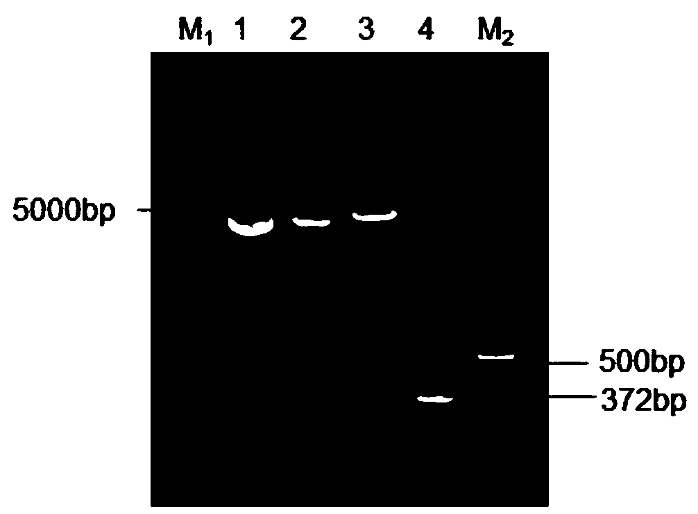 Preparation of double-labeled virus-like particles (VLPs) of PRRSV