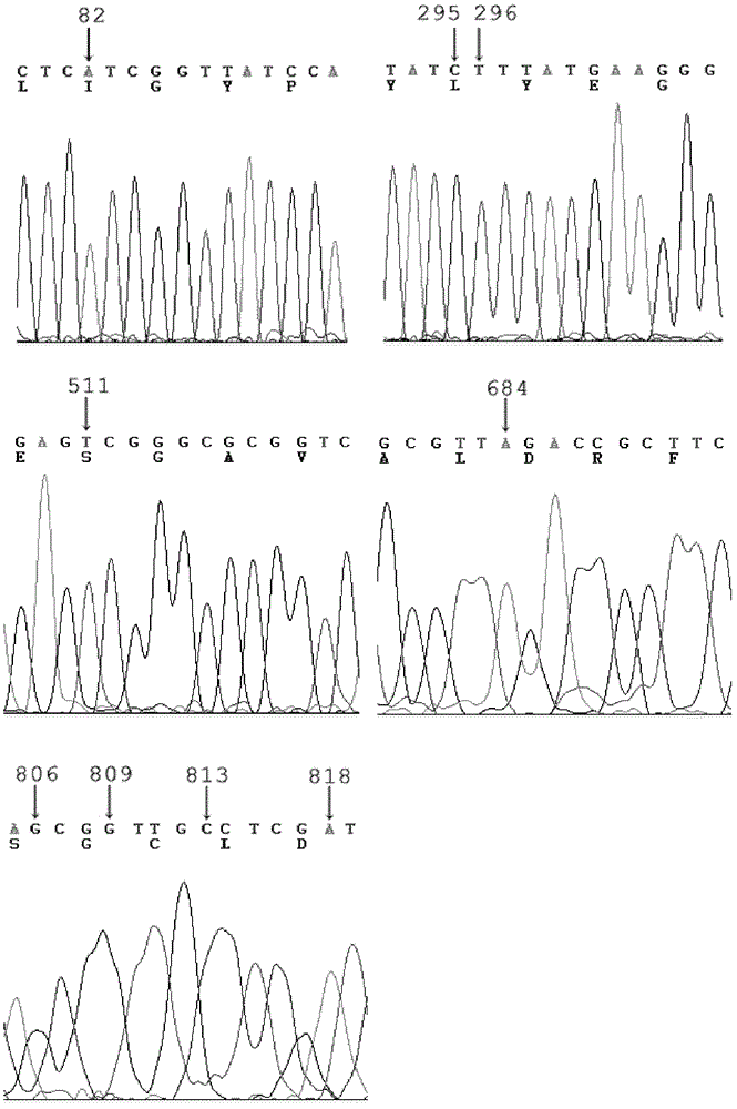 Phosphotriesterase mutant as well as preparation method and application thereof