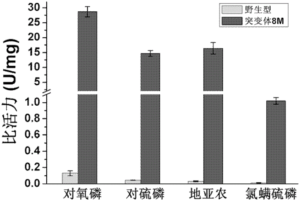 Phosphotriesterase mutant as well as preparation method and application thereof