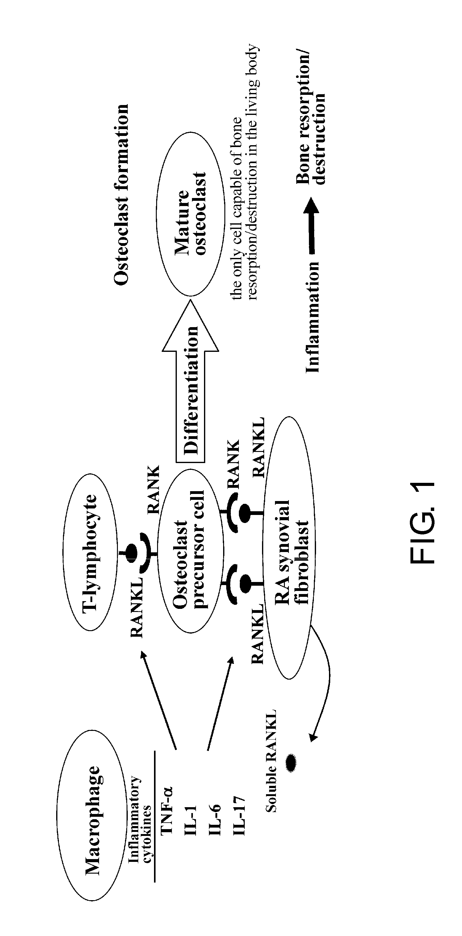 Therapeutic agent for rheumatoid arthritis