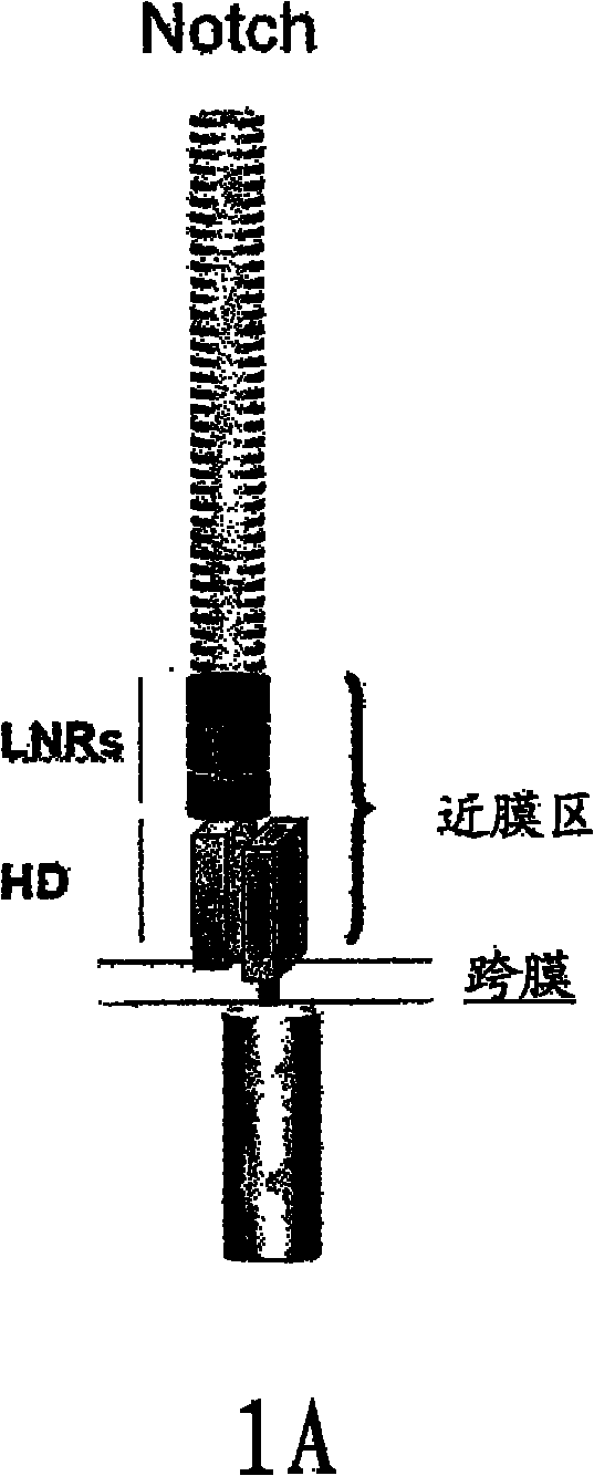 NOTCH1 receptor binding agents and methods of use thereof