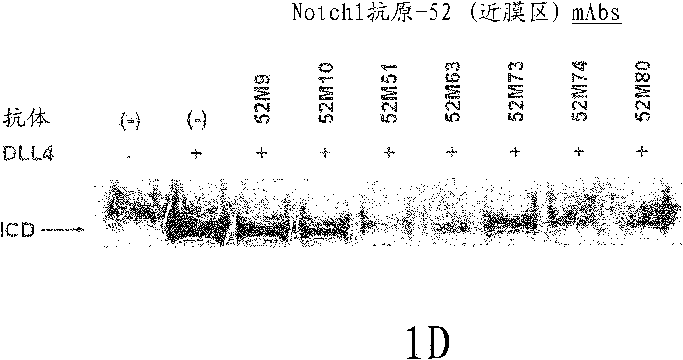 NOTCH1 receptor binding agents and methods of use thereof