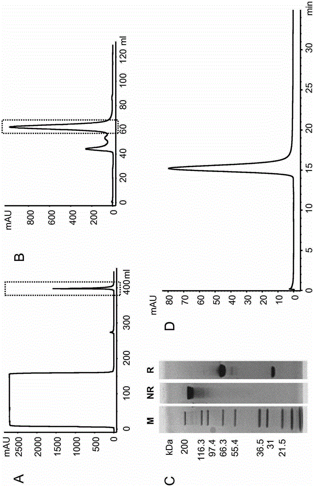 Interleukine 10 immunoconjugates