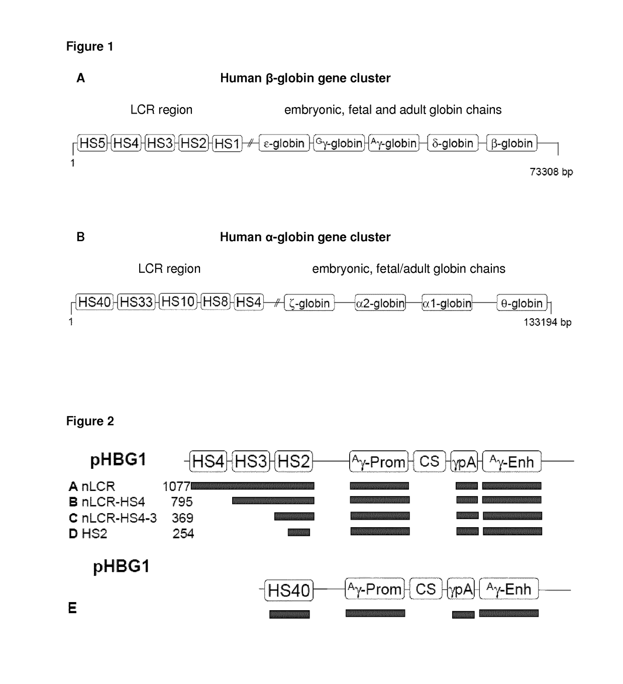 Eukaryotic expression vectors comprising regulatory elements of the globin gene clusters