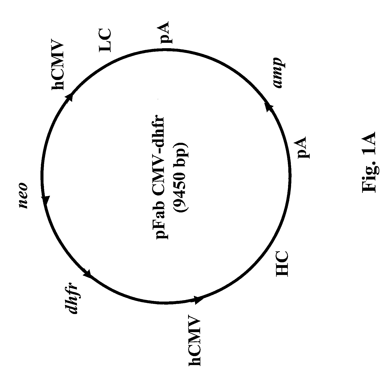 Monoclonal antibodies that bind or neutralize dengue virus