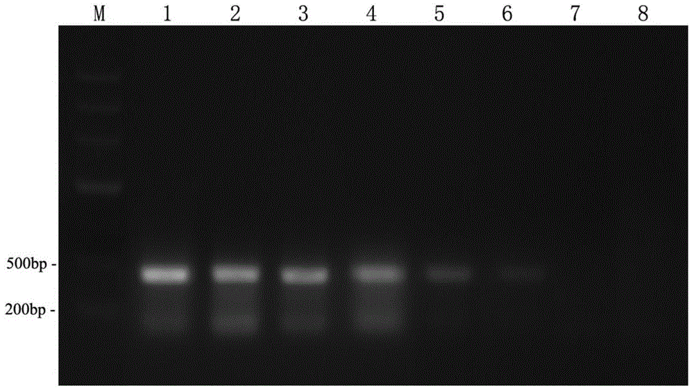 Method for detecting bursaphelenchus xylophilus, detection primer and LAMP (loop-mediated isothermal amplification) detection kit of detection primer