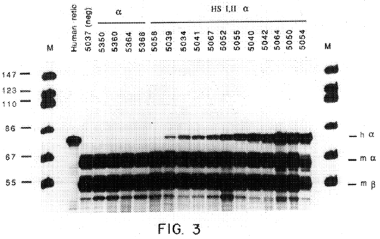 Nucleic acid vectors comprising DNase I hypersensitive sites