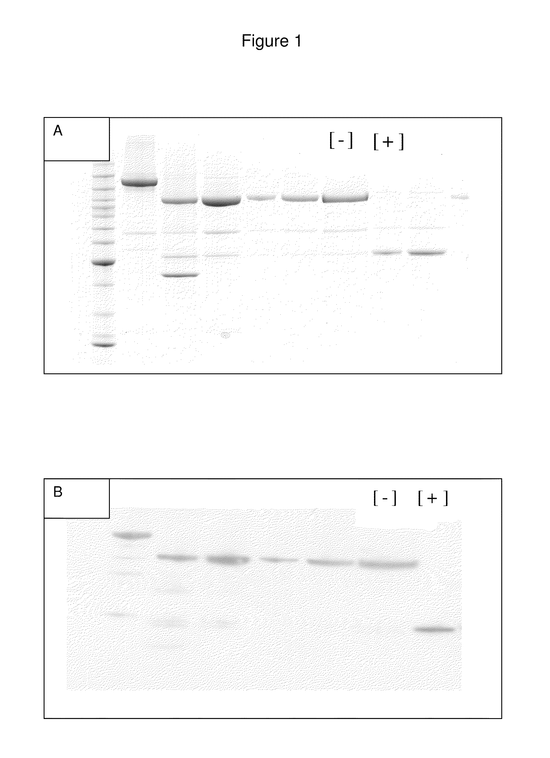 Fusion proteins