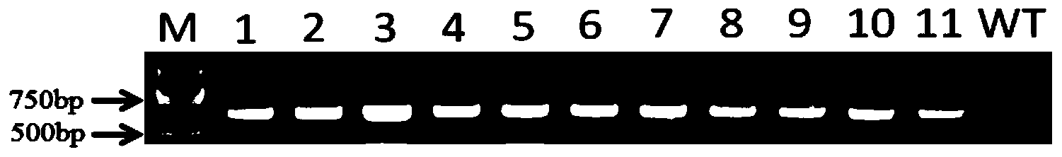 Application of CDS (Coding Sequence) sequence of CBL9 (Calcineurin B-Like) gene of corn