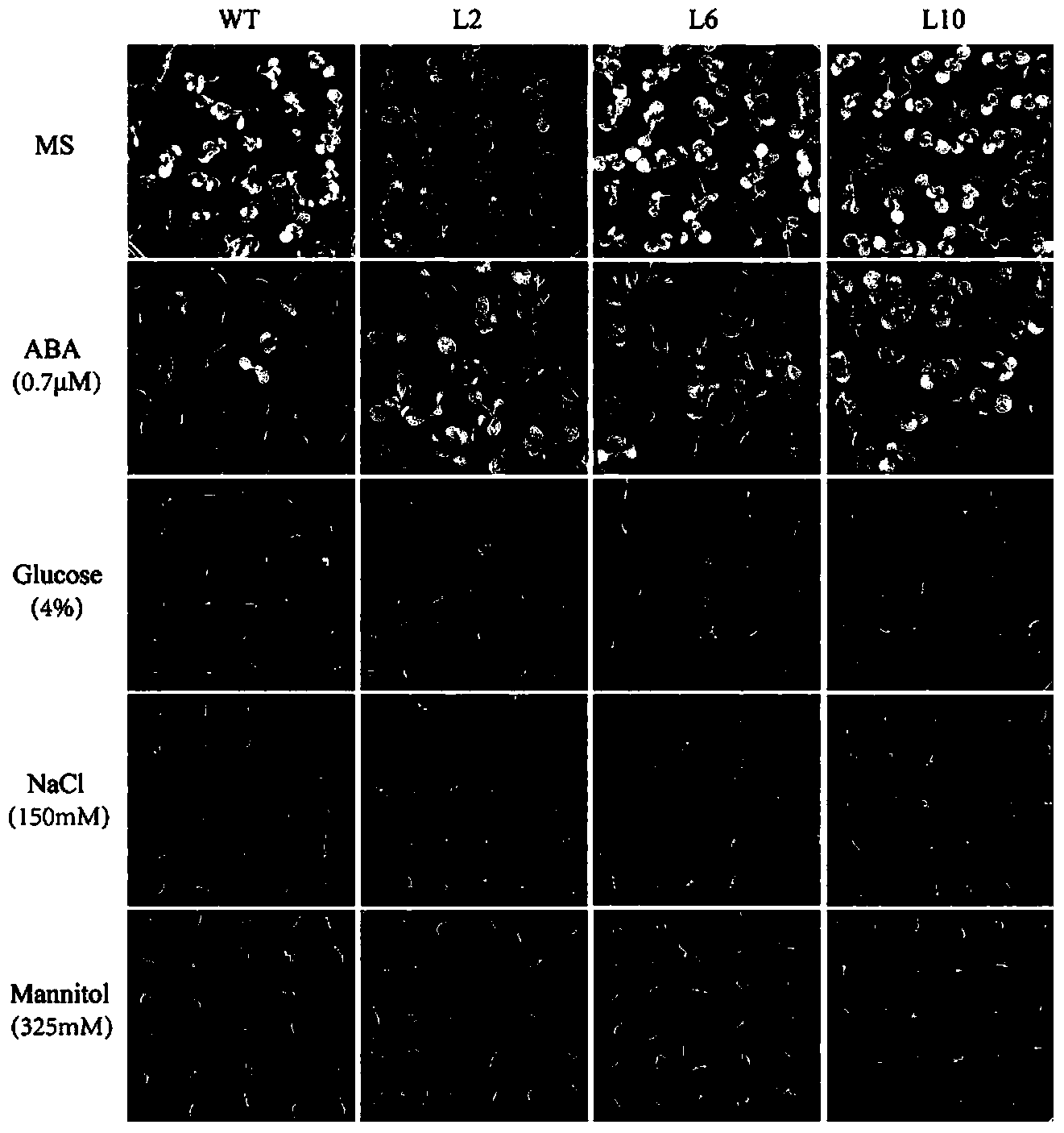 Application of CDS (Coding Sequence) sequence of CBL9 (Calcineurin B-Like) gene of corn