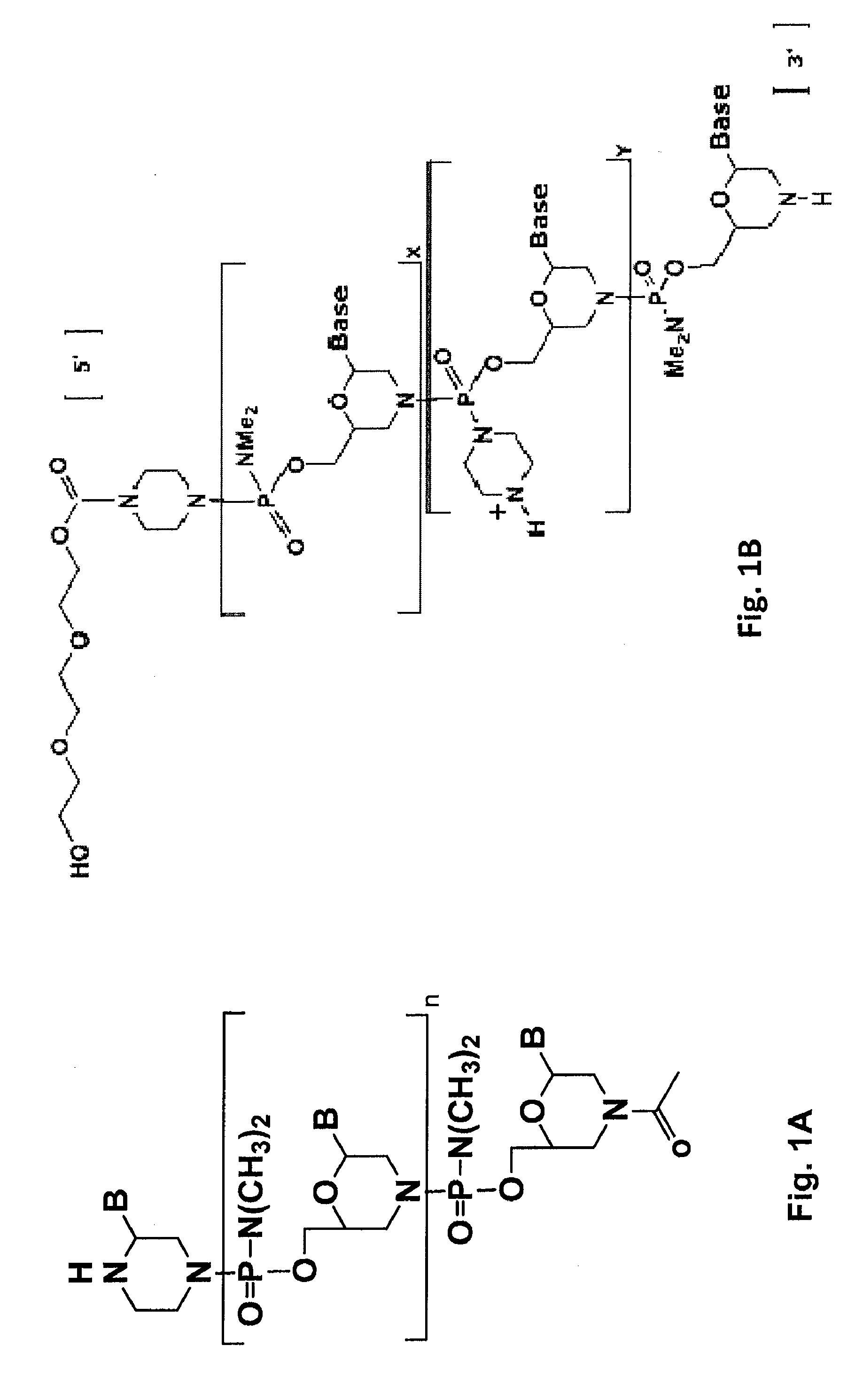 Antisense antibacterial compounds and methods