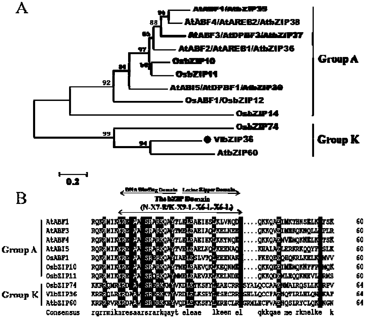 Stress resistance gene vlbzip36 of European and American hybrid grape variety Kyoho and its application