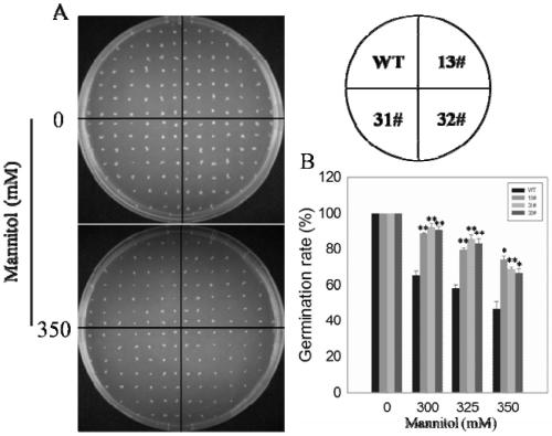 Stress resistance gene vlbzip36 of European and American hybrid grape variety Kyoho and its application