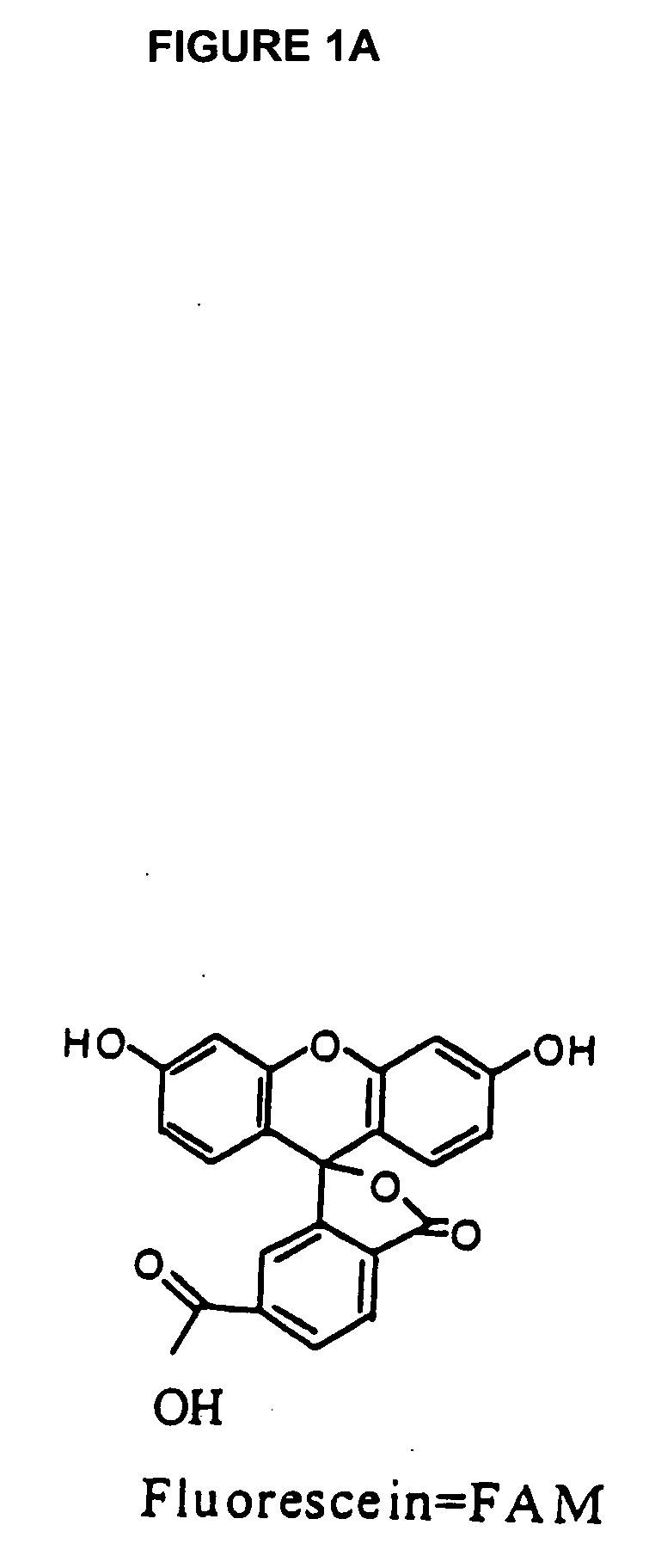 Fluorescence energy transfer probes with stabilized conformations