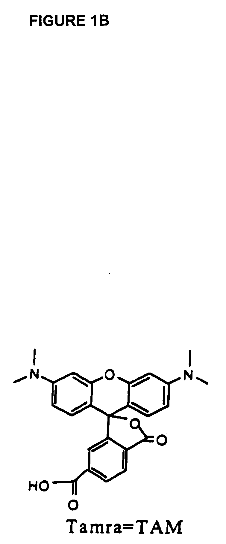 Fluorescence energy transfer probes with stabilized conformations