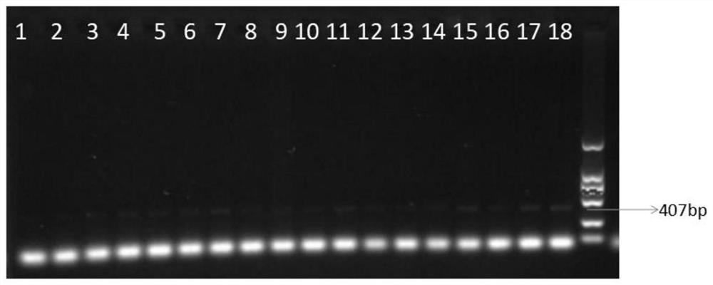 LAMP primer and loop-mediated isothermal amplification detection kit for pets suffering from human-animal comorbid chlamydia psittaci disease