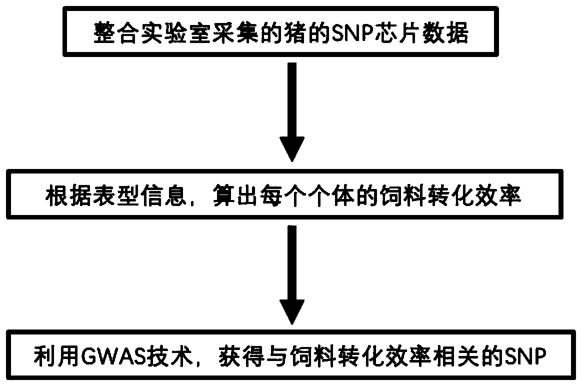 SNP molecular marker related to pig feed conversion efficiency