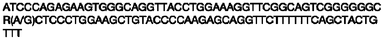 SNP molecular marker related to pig feed conversion efficiency