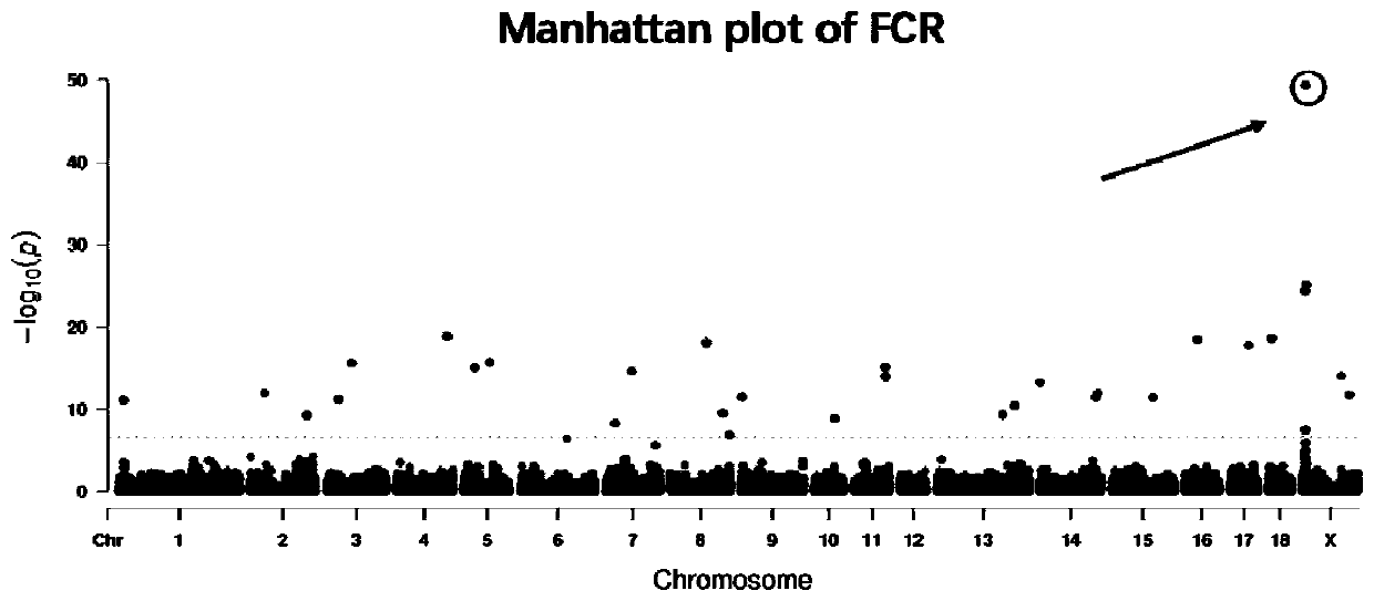 SNP molecular marker related to pig feed conversion efficiency