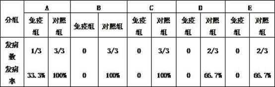 Dairy cow mammitis staphylococcus aureus-Escherichia coli bigeminy polyvalent vaccine and preparation method thereof