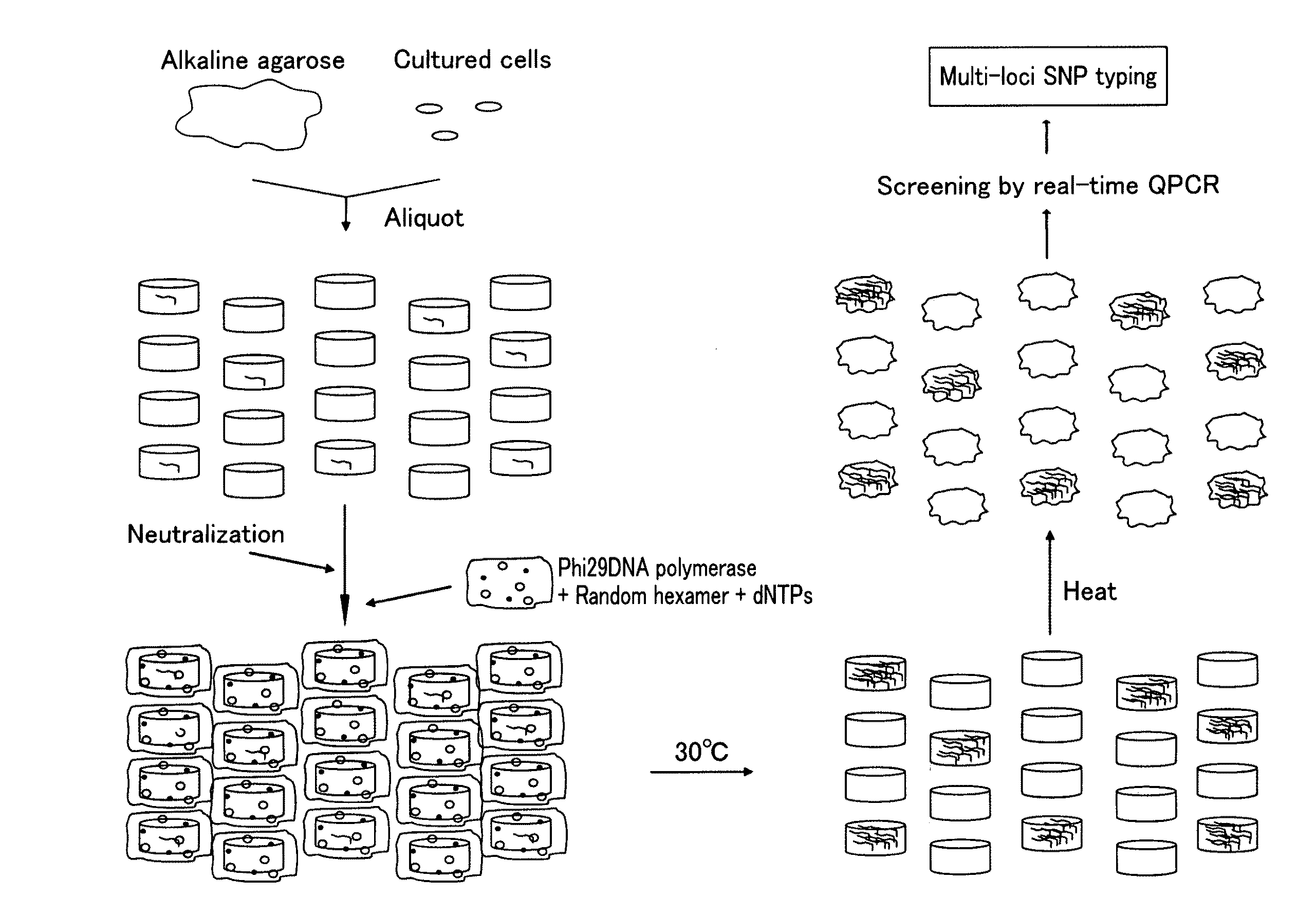 Method for amplifying genomic DNA