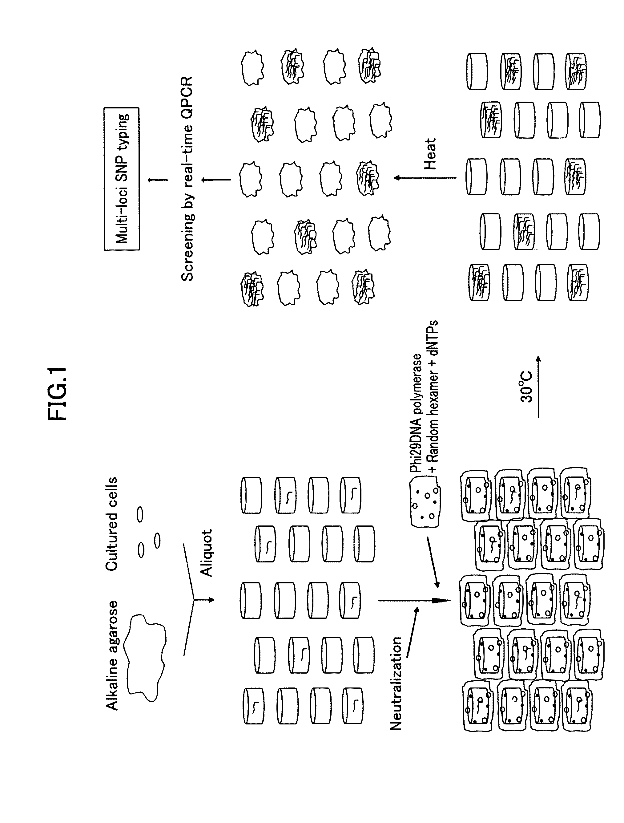 Method for amplifying genomic DNA