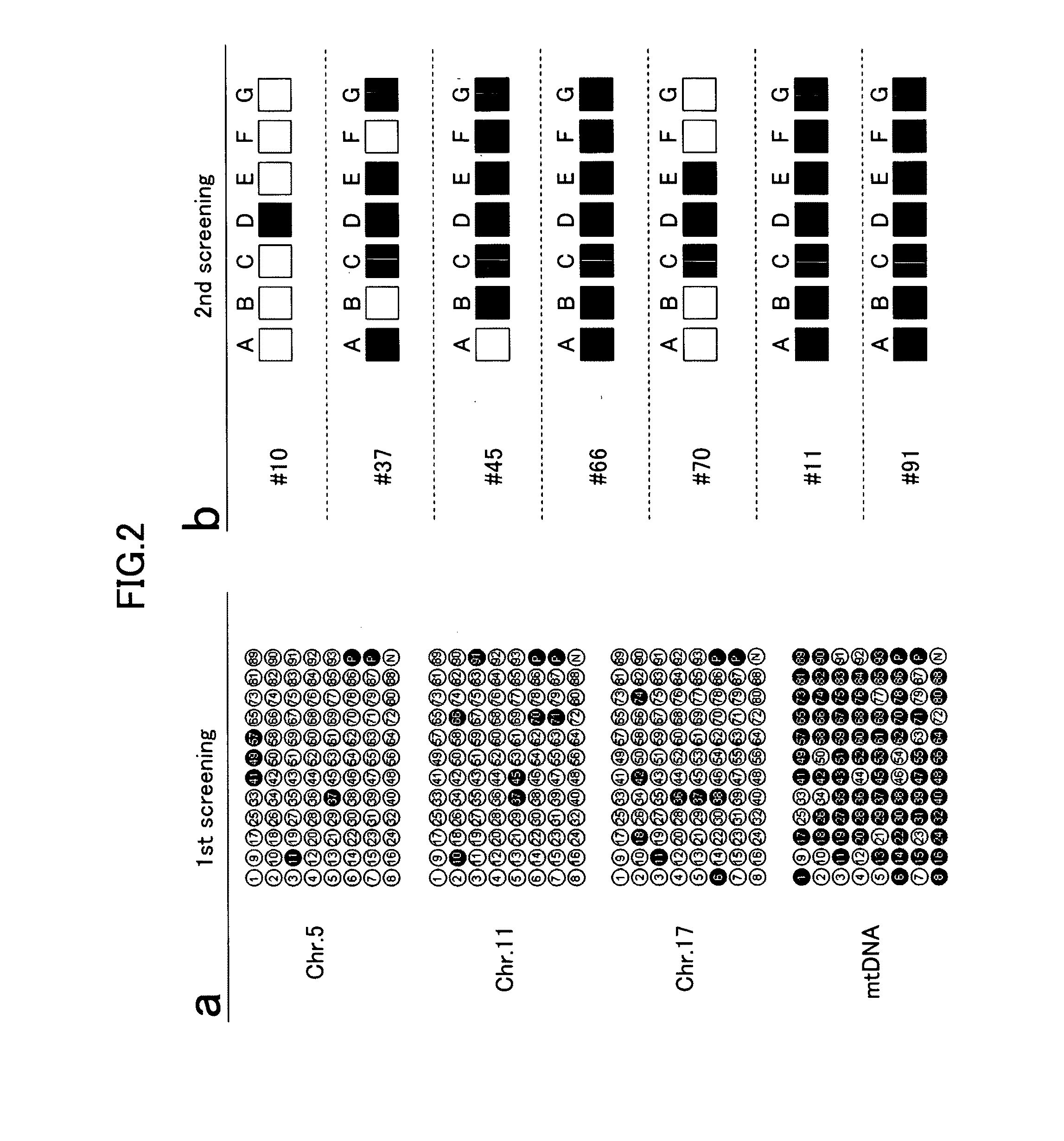 Method for amplifying genomic DNA