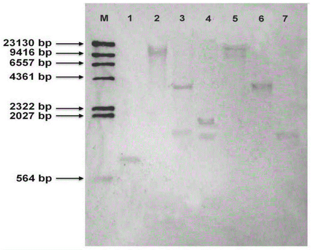 An internal standard gene suitable for the detection of the copy number of exogenous genes in sesame and its construction method and application