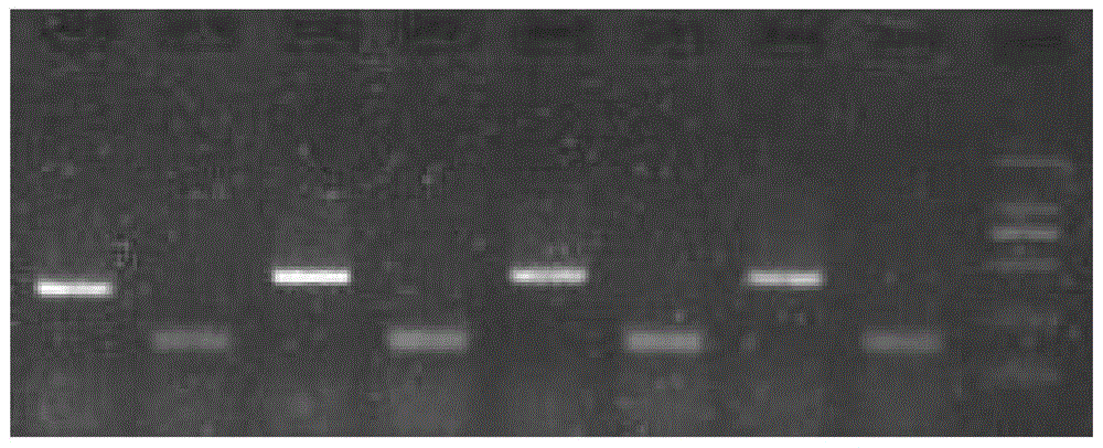 An internal standard gene suitable for the detection of the copy number of exogenous genes in sesame and its construction method and application