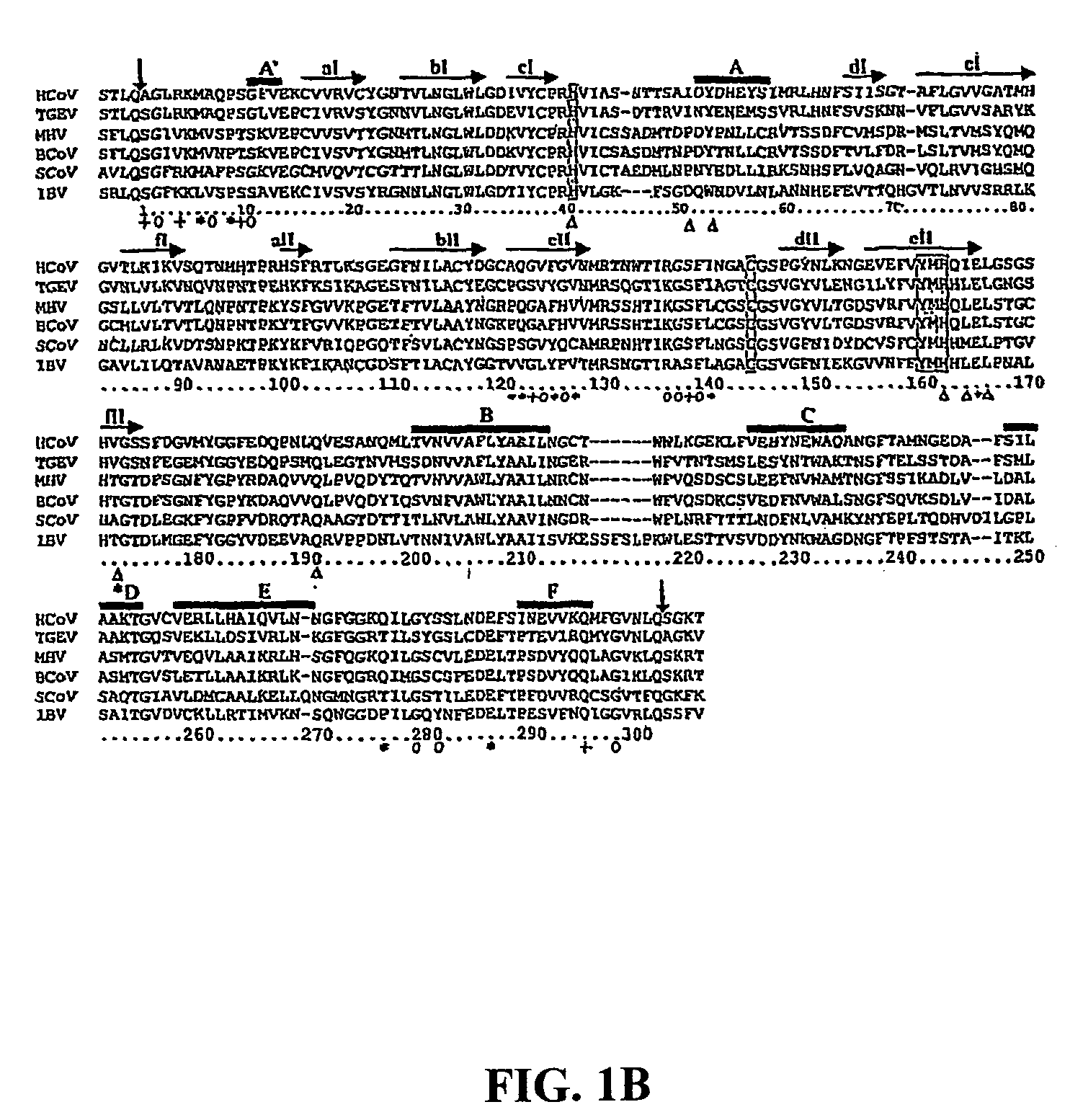 Crystal structure of human coronavirus 229E main proteinase and uses for developing SARS inhibitors