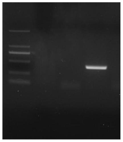 Primers and method for fast detecting koi herpes viruses (KHV)