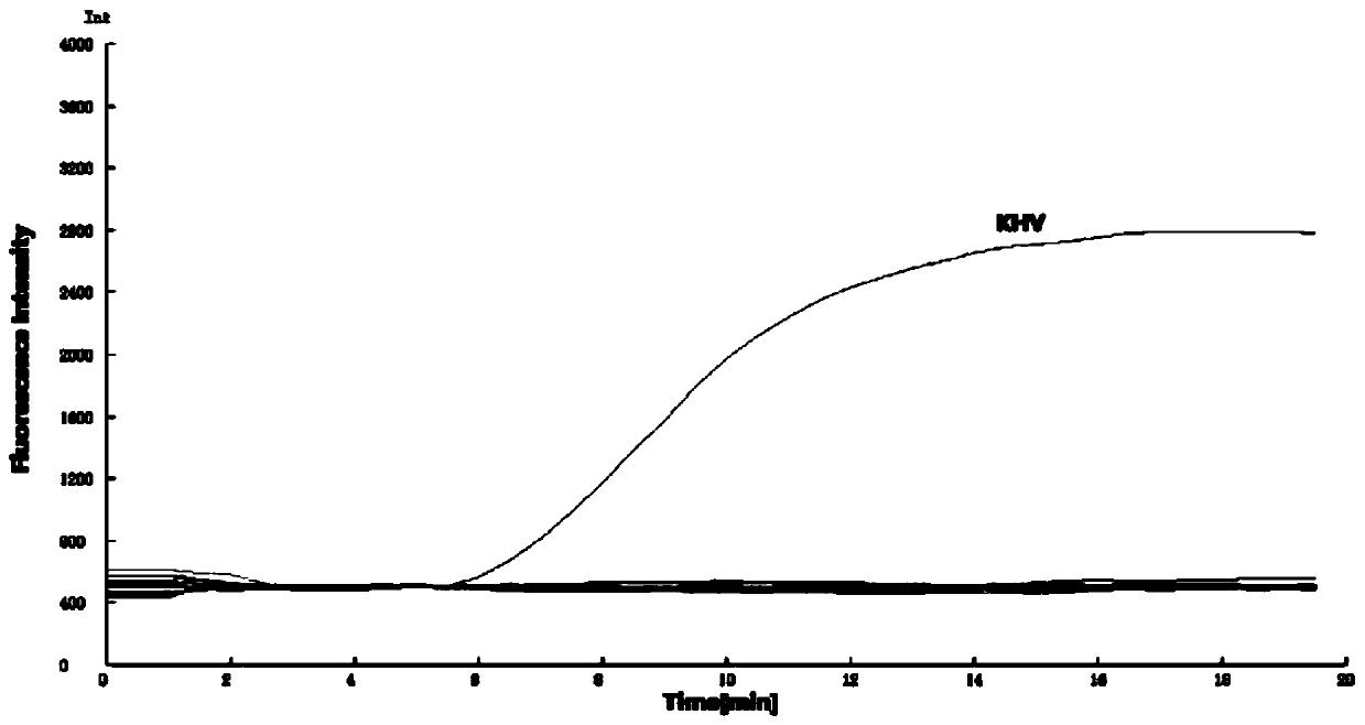 Primers and method for fast detecting koi herpes viruses (KHV)