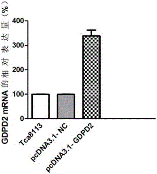 Application of molecular marker to diagnosis and treatment of oral squamous cell carcinoma