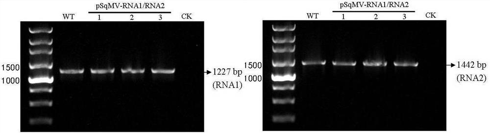 A pumpkin mosaic virus infectious cloning vector and its construction method