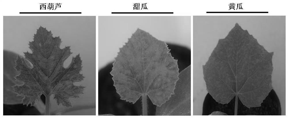 A pumpkin mosaic virus infectious cloning vector and its construction method