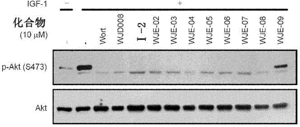 Pyridopyrrole triazine compound, its preparation method and use