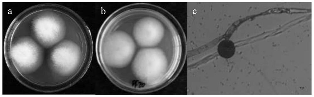 Mucor circinelloides capable of promoting root development of salvia miltiorrhiza and tanshinone synthesis and application of mucor circinelloides