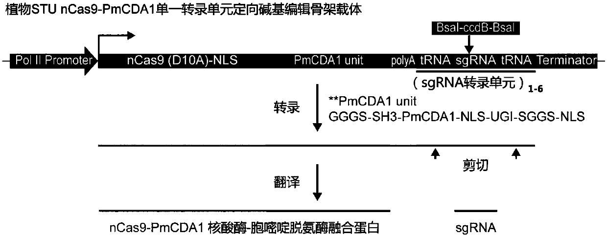 Plant genome directional base editing skeleton vector and application thereof