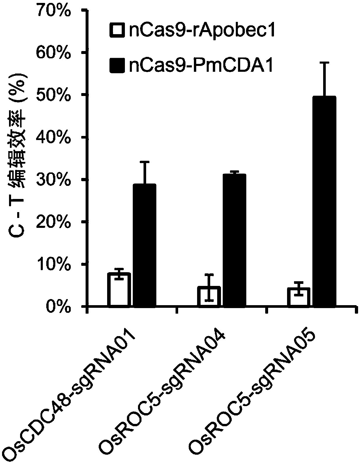 Plant genome directional base editing skeleton vector and application thereof