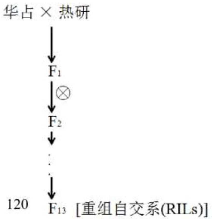 Major QTL for regulating and controlling brown rice rate of rice, molecular marker and application