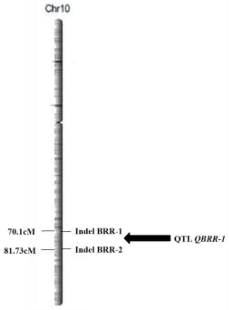 Major QTL for regulating and controlling brown rice rate of rice, molecular marker and application