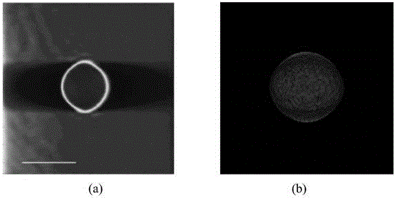 A phase microscope imaging method based on shws