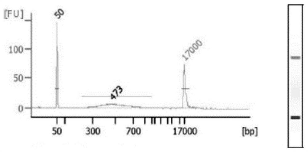 Single cell sorting method and application thereof