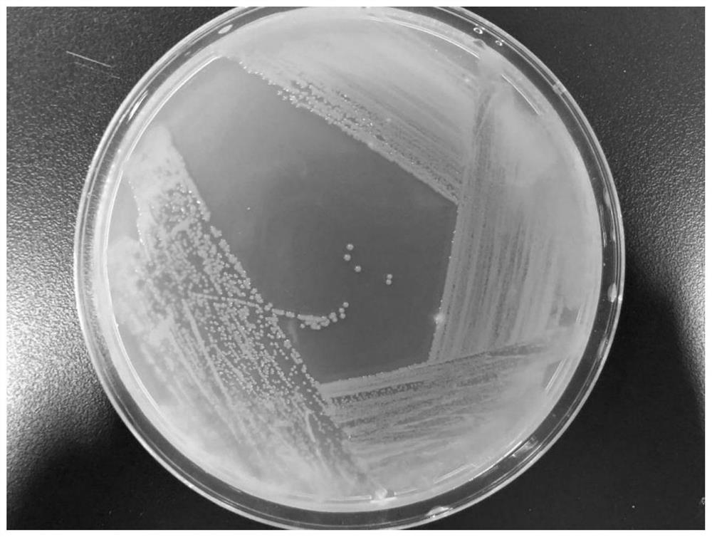 Method for Catalytic Synthesis of 5-Hydroxymethyl Furoic Acid Using Deinococcus Urumqi