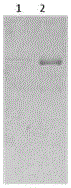 Apolipoprotein II/I and preparation method, biological function and application thereof