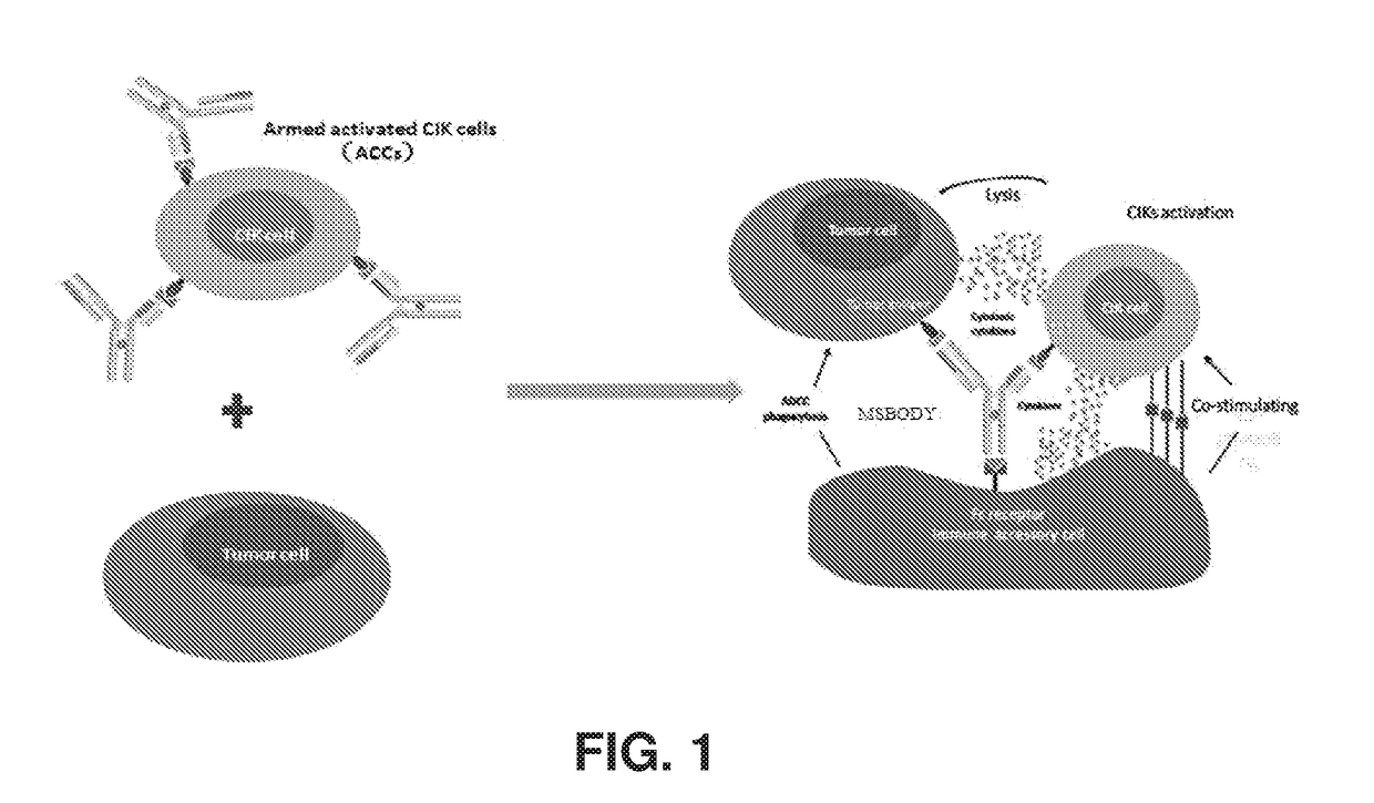 Bispecific antibody-mediated cancer therapy with cytokine-induced killer cell