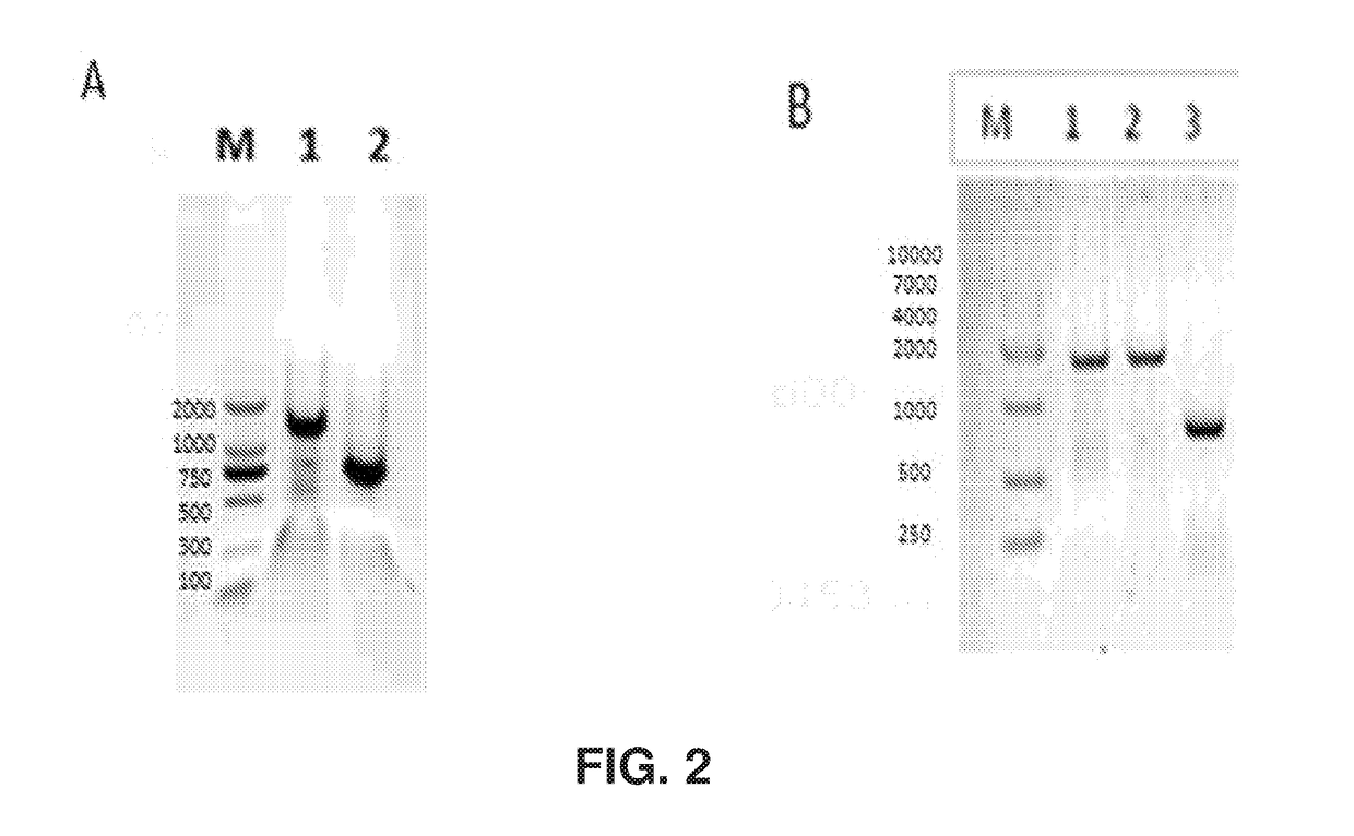 Bispecific antibody-mediated cancer therapy with cytokine-induced killer cell