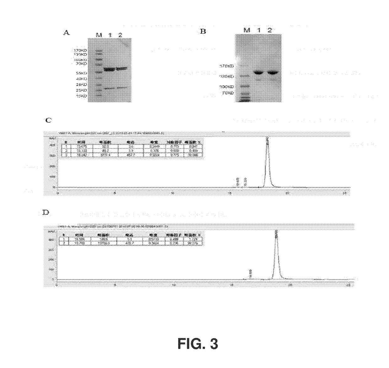 Bispecific antibody-mediated cancer therapy with cytokine-induced killer cell